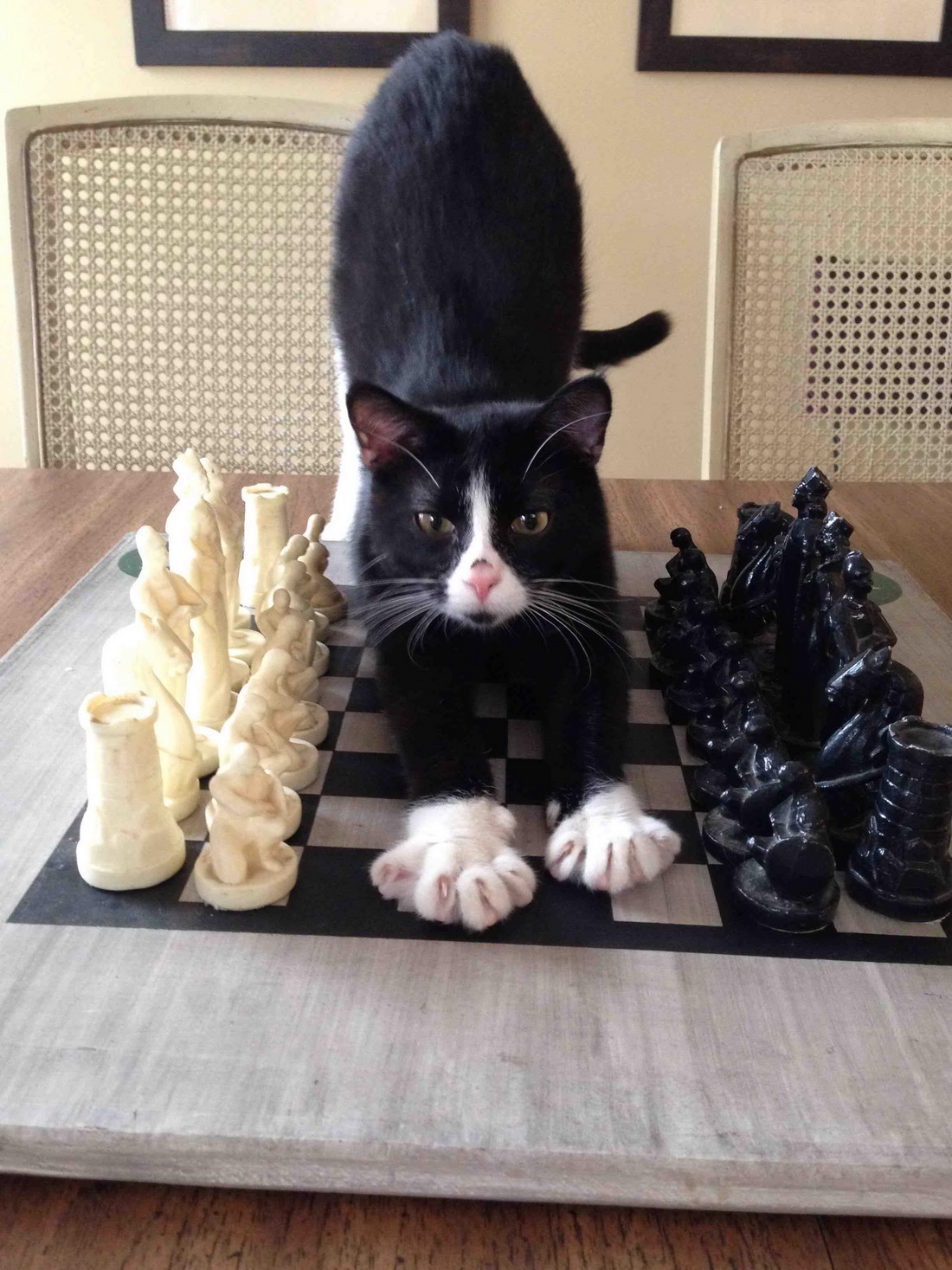 chess cat.jpg
